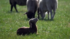 Sylter Goldschakal darf vorerst doch nicht geschossen werden