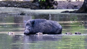 Wildschweine in Fasanerie Hanau geschlachtet