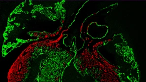 Gen-Tricks am Herzen