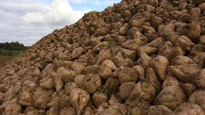 Süße Feldfrüchte mit bitterem Beigeschmack