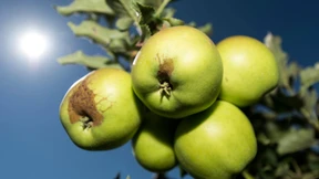 Ein Herbst fast ohne Boskoop