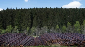 Ein Hauen und ein Stechen