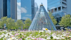Blühende Wiese mitten in der Stadt