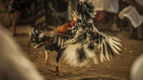 Blut für die Dämonen