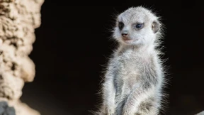 Fünf kleine Erdmännchen entdecken die Welt