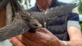 Wenn Jungvögel erwachsen werden