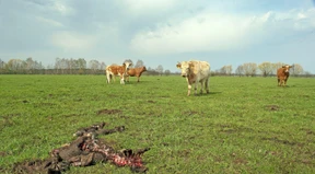 „Noch mehr Wölfe und wir sind bald weg“