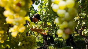 Mehr Most als erwartet