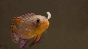 Infrarot beim Beutefang