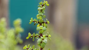 Wunderwaffe gegen den Klimawandel?