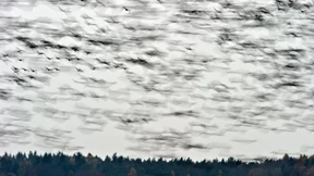 Wildgänse verirren sich auf Autobahnen