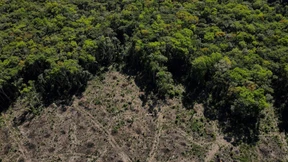 Darum wird der Regenwald im Wahlkampf vernachlässigt