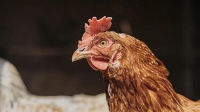 Schützen genveränderte Hühner vor der Vogelgrippe?