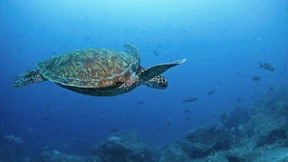 Wie Donald Trump nach der Tiefsee greift