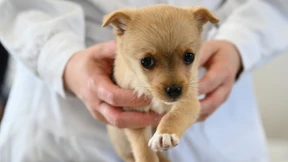 Verhalten von Hunden hängt kaum von der Rasse ab