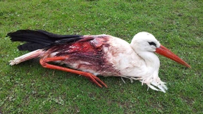 Ideologie im Amtsblatt