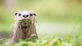 Fischotter und Luchse erobern sich mehr Räume