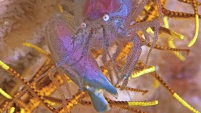 Revolverhelden der Meere