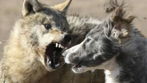 Von primitiver Schaulust bis hin zum kultivierten Sadismus