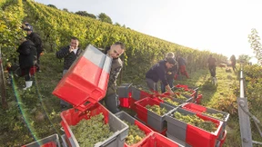 Bei der Weinernte gibt es jetzt kein Halten mehr