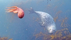 Viel mehr als Kegelrobben