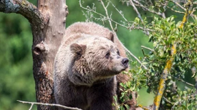 Abermaliger Bärenangriff in Norditalien