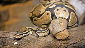 Teure Heizung für Reptilien