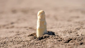 Spargelbauern hoffen auf weiter kühle Witterung