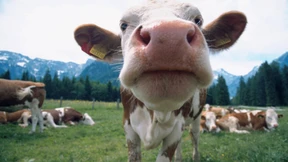 Eine „gesunde Mehrwertsteuer“ für Mensch und Klima