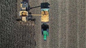 Kleiner Mais mit großer Wirkung