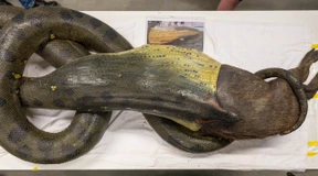 Das Geheimnis der Senckenberg-Anakonda