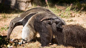 Kleiner Großer Ameisenbär