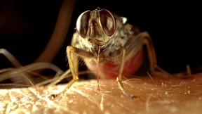 Halsband gegen Rindersterben