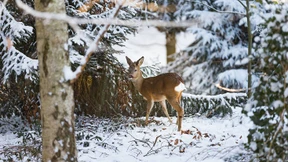 „Die Aufgabe der Jäger ist jetzt, den Tieren zu helfen“