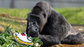 Älteste Gorilladame der Welt feiert 65. Geburtstag im Berliner Zoo