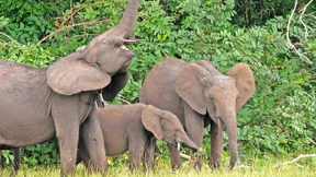 Elefanten als Förster