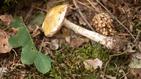 Zwei Patienten erhalten Spenderleber nach schwerer Pilzvergiftung