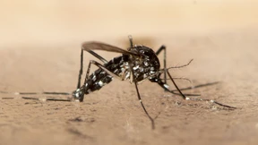 WHO warnt vor Ausbreitung von Dengue-Fieber in Europa