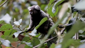 Angriffe auf Affen – WHO sucht neuen Virus-Namen