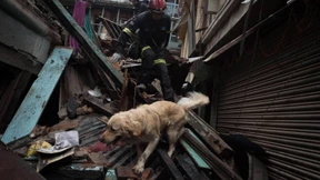 Des Menschen bester Freund und Retter