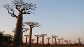 Und Gott strafte den unersättlichen Baobab