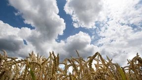 Geringere Erntemengen, höhere Weizenpreise 