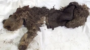 Auf den Zahn gefühlt