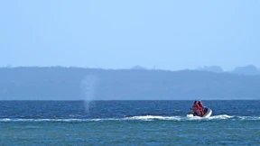 „Vielleicht wäre es besser gewesen, den Buckelwal einfach in Ruhe zu lassen"
