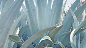 „Mezcal ist vom Getränk der Armen zum Luxus der Reichen geworden“