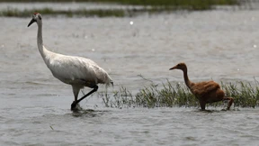 Eine von acht Vogelarten vom Aussterben bedroht