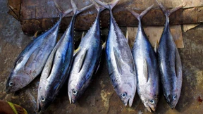 Kommt der Thunfisch bald aus der Nordsee?