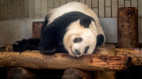 Nur Chinas Panda-Diplomatie verdeckt die Spannungen