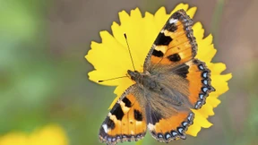Müssen Bauern jetzt Schmetterlinge zählen?