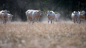 Der Klimastachel im Fleisch